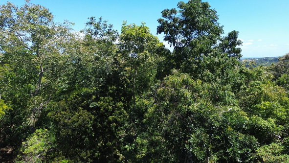 Fourth image of Hard Bargin in Charles Town, St. Mary, Jamaica - property is For Sale