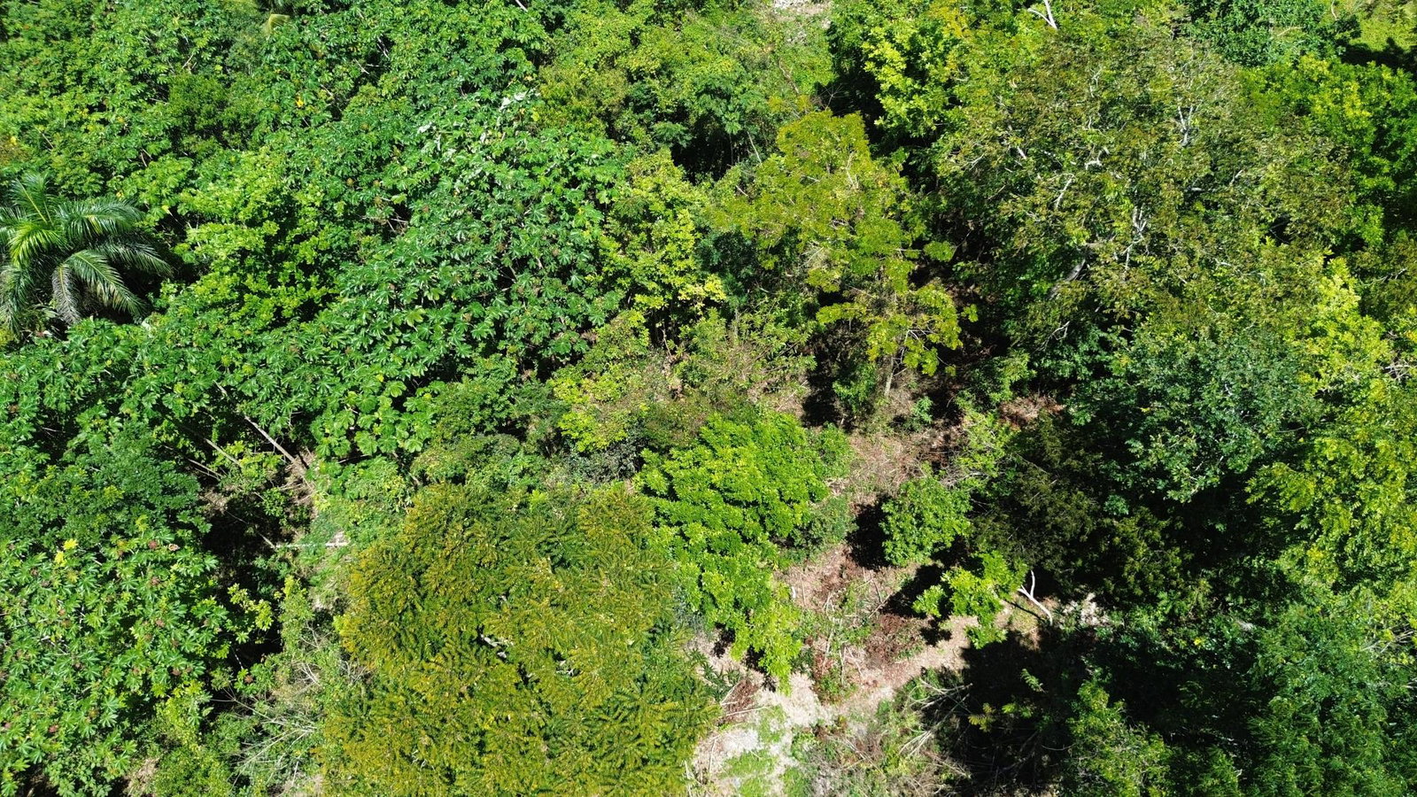 Fifth image of Hard Bargin in Charles Town, St. Mary, Jamaica - property is For Sale