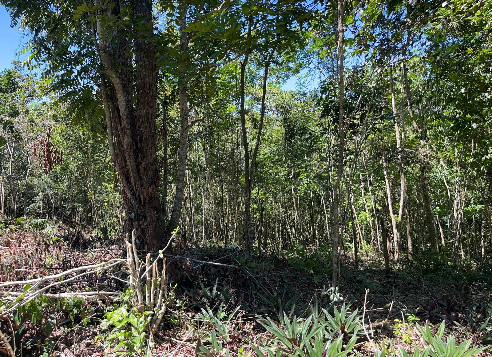 Seventh image of Hard Bargin in Charles Town, St. Mary, Jamaica - property is For Sale