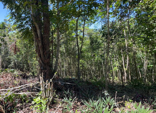 Seventh image of Hard Bargin in Charles Town, St. Mary, Jamaica - property is For Sale