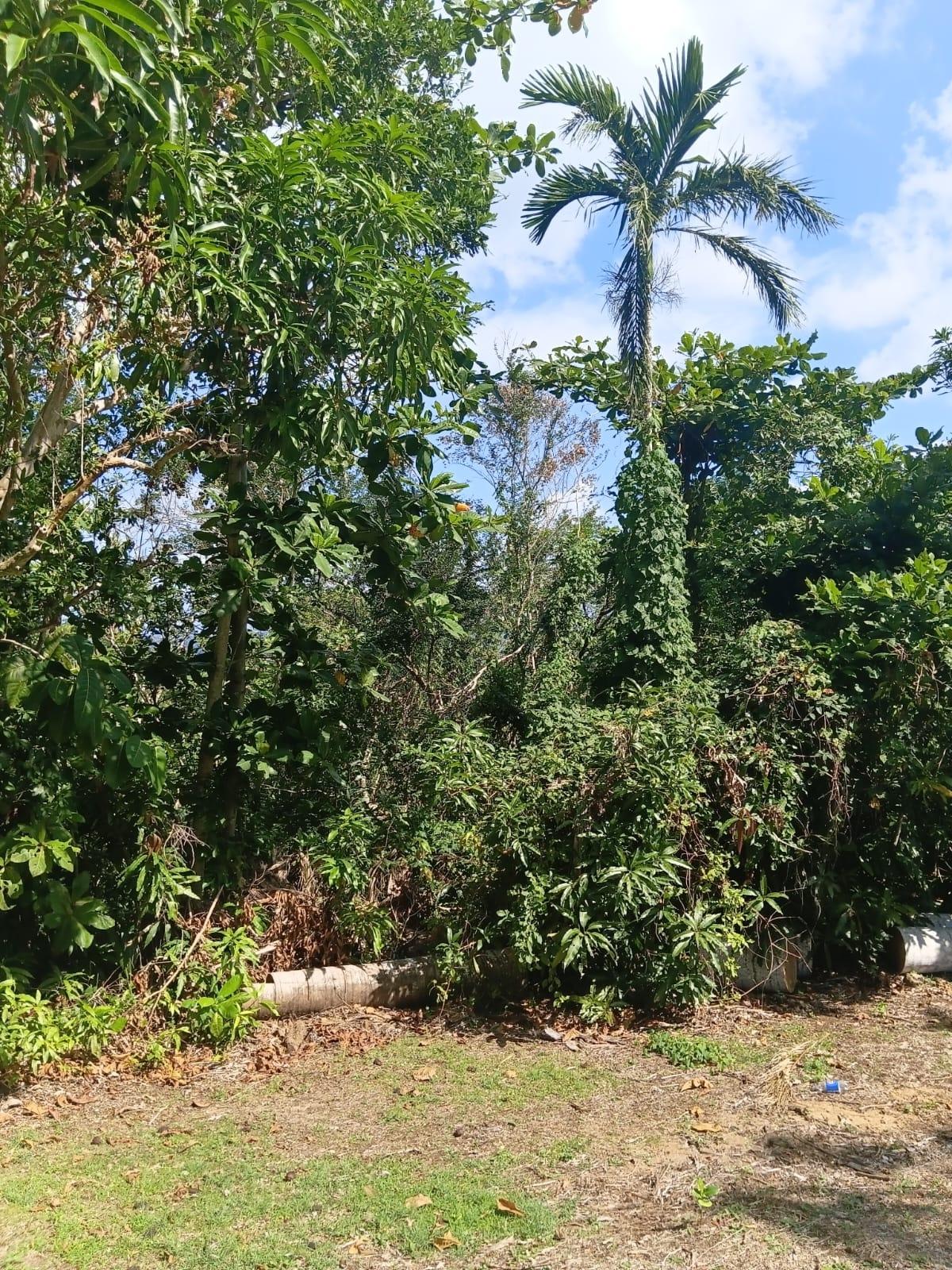 Eleventh image of Great River Private in Adelphi, St. James, Jamaica - property is For Sale