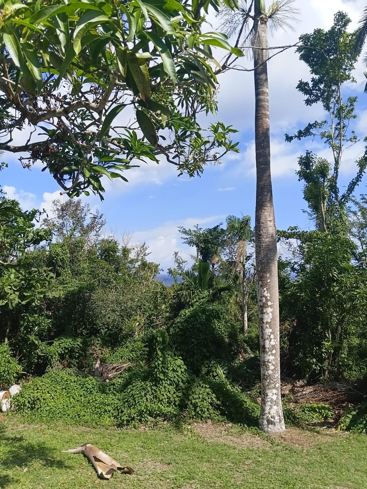 Fifth image of Great River Private in Adelphi, St. James, Jamaica - property is For Sale