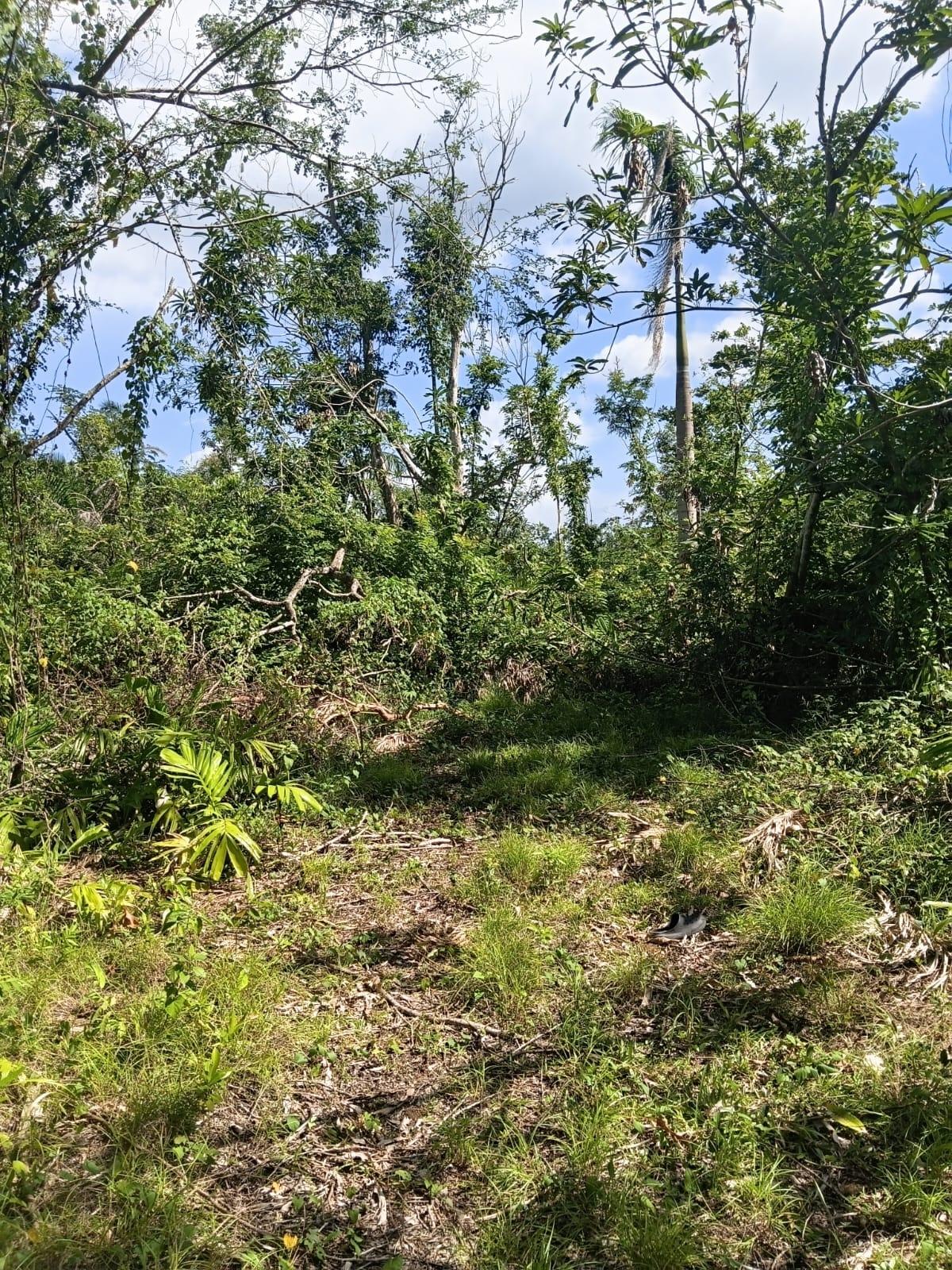 Ninth image of Great River Private in Adelphi, St. James, Jamaica - property is For Sale