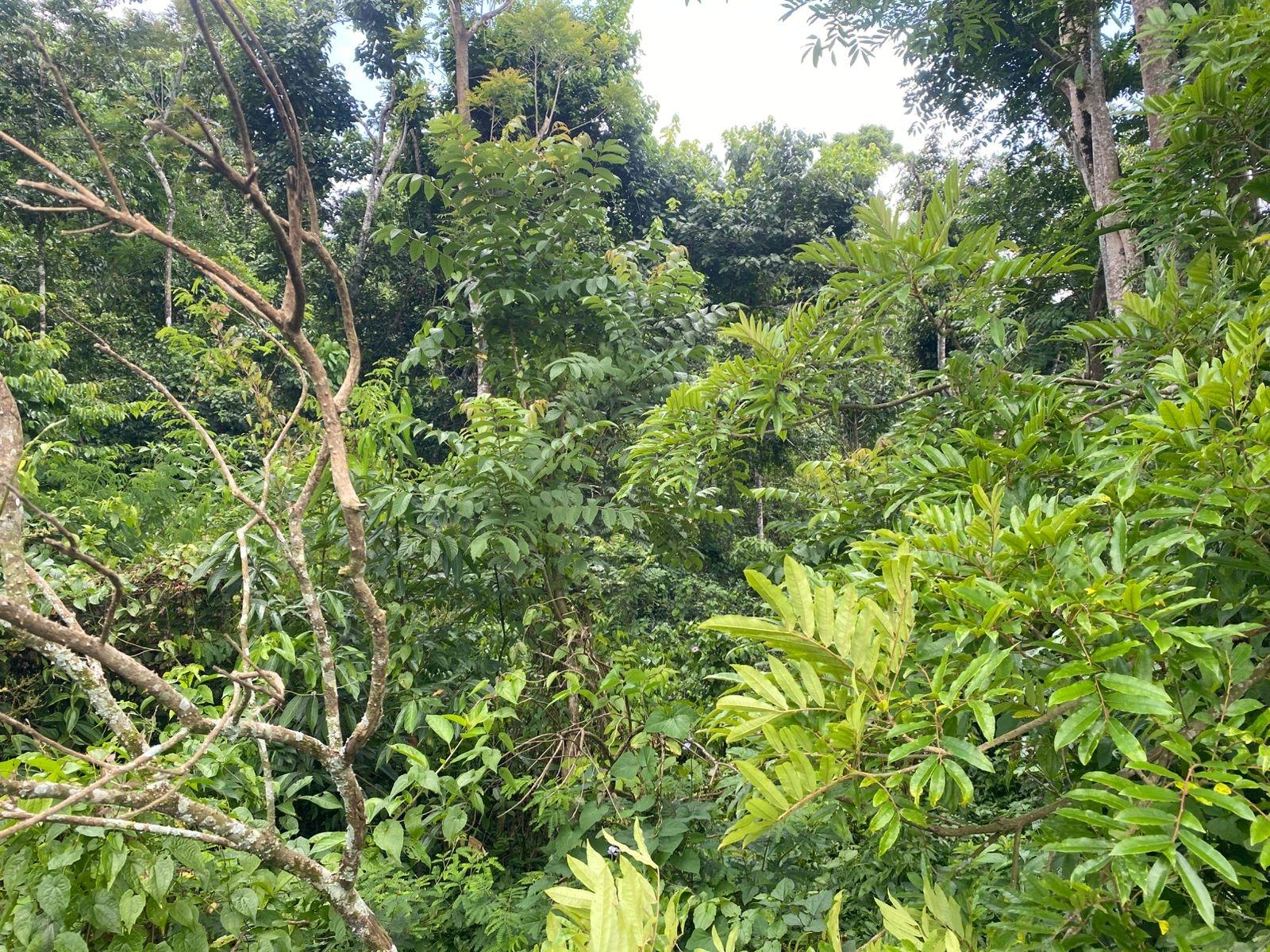 Sixth image of 4 Somerset Manchester in Somerset, Manchester, Jamaica - property is For Sale