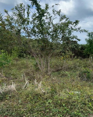 Fifth image of 32 Negril Estate in Negril, Westmoreland, Jamaica - property is For Sale