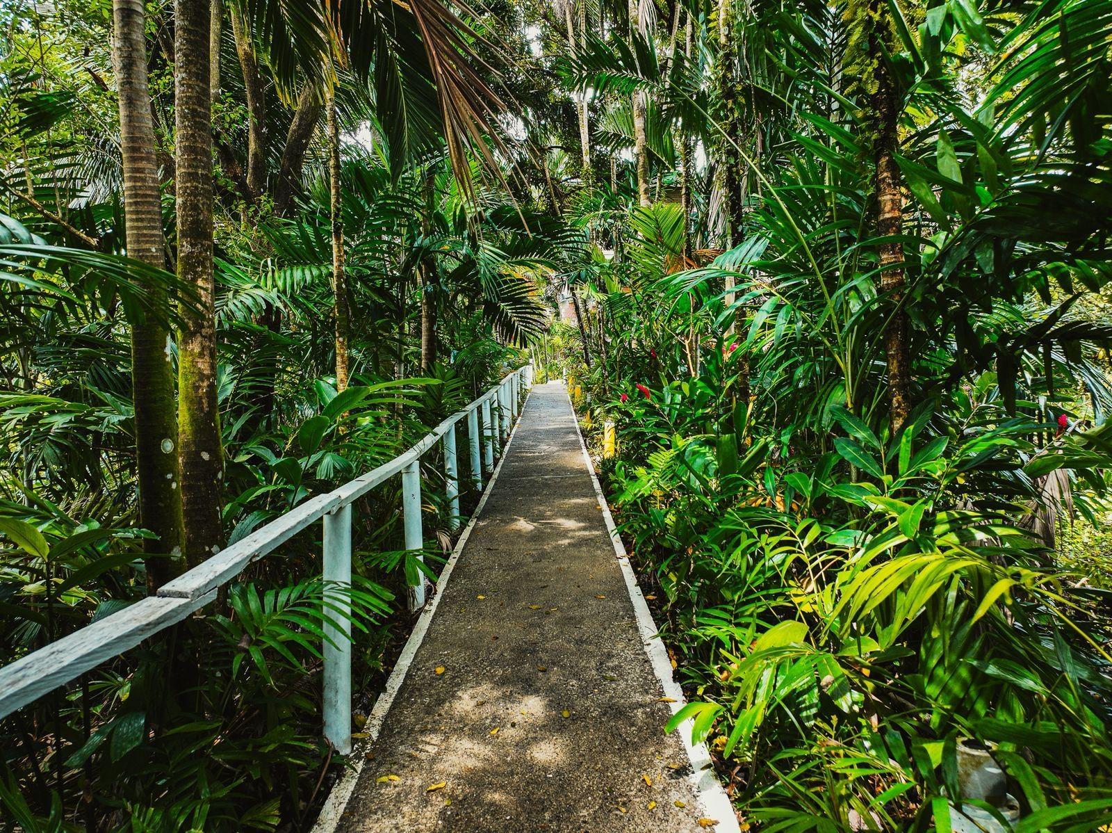 Sixteenth image of 18 Anchovy Portland in Port Antonio, Portland, Jamaica - property is For Sale