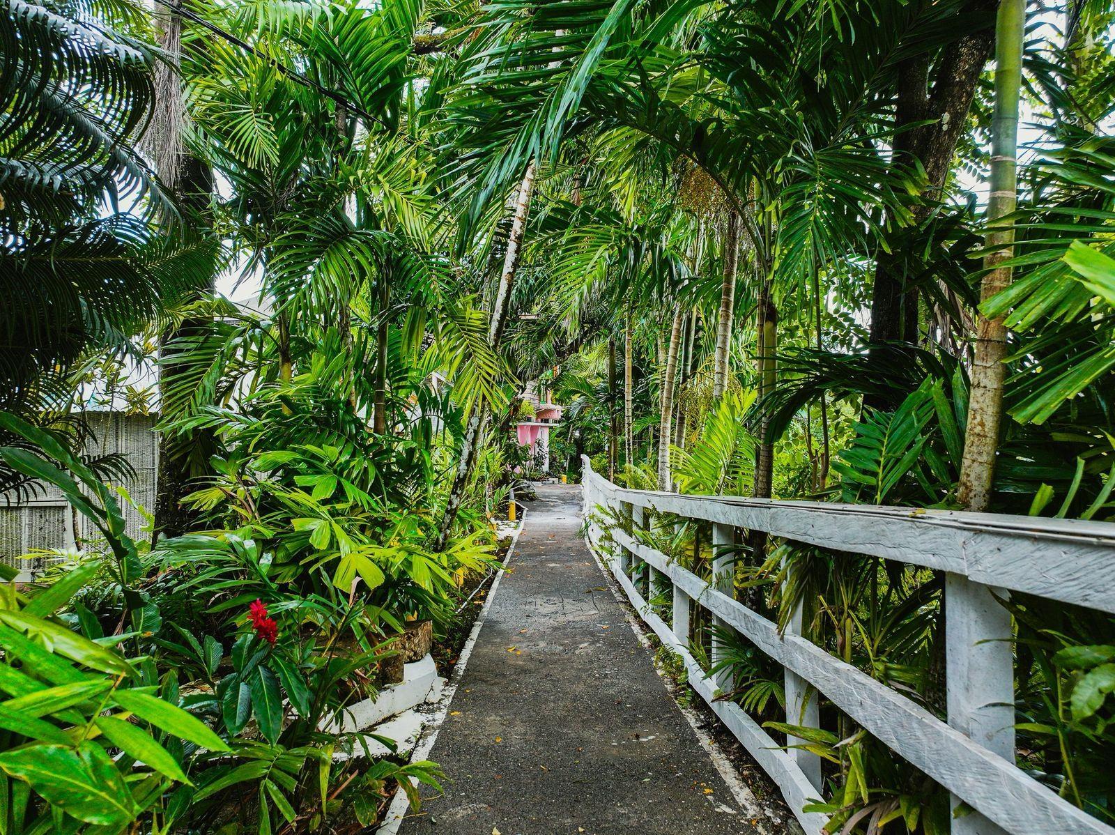 Seventeenth image of 18 Anchovy Portland in Port Antonio, Portland, Jamaica - property is For Sale