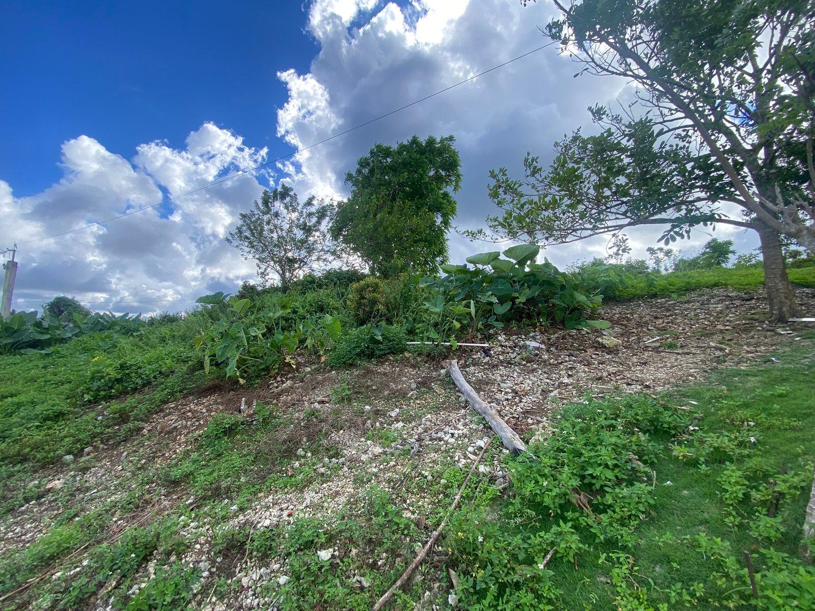 Sixth image of Sherwood Forest, Portland in Sherwood Forest, Portland, Jamaica - property is For Sale