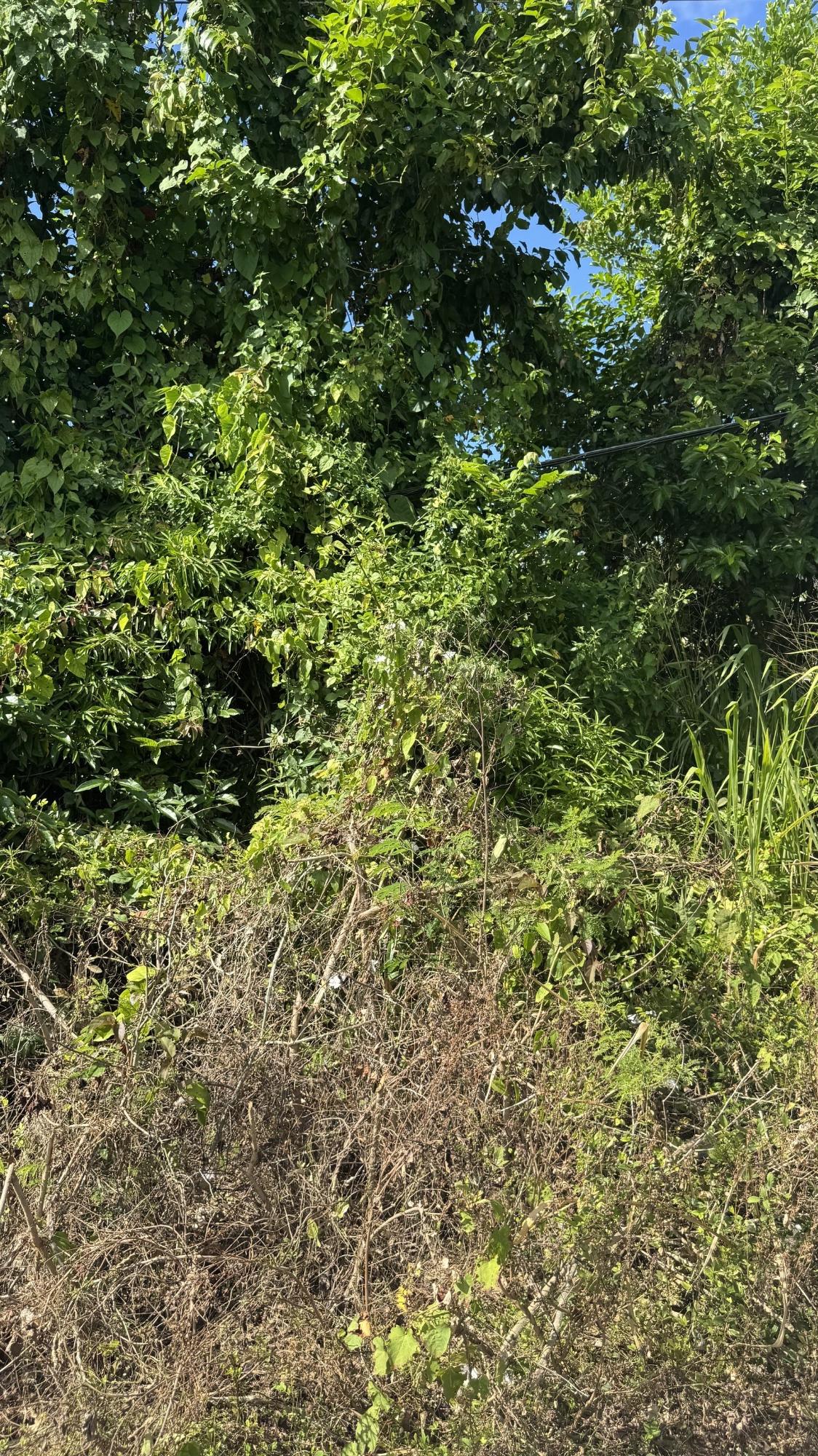 Fifth image of Lot 153 Caribbean Park, Tower Isl in Tower Isle, St. Mary, Jamaica - property is For Sale