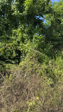 Fifth image of Lot 153 Caribbean Park, Tower Isl in Tower Isle, St. Mary, Jamaica - property is For Sale