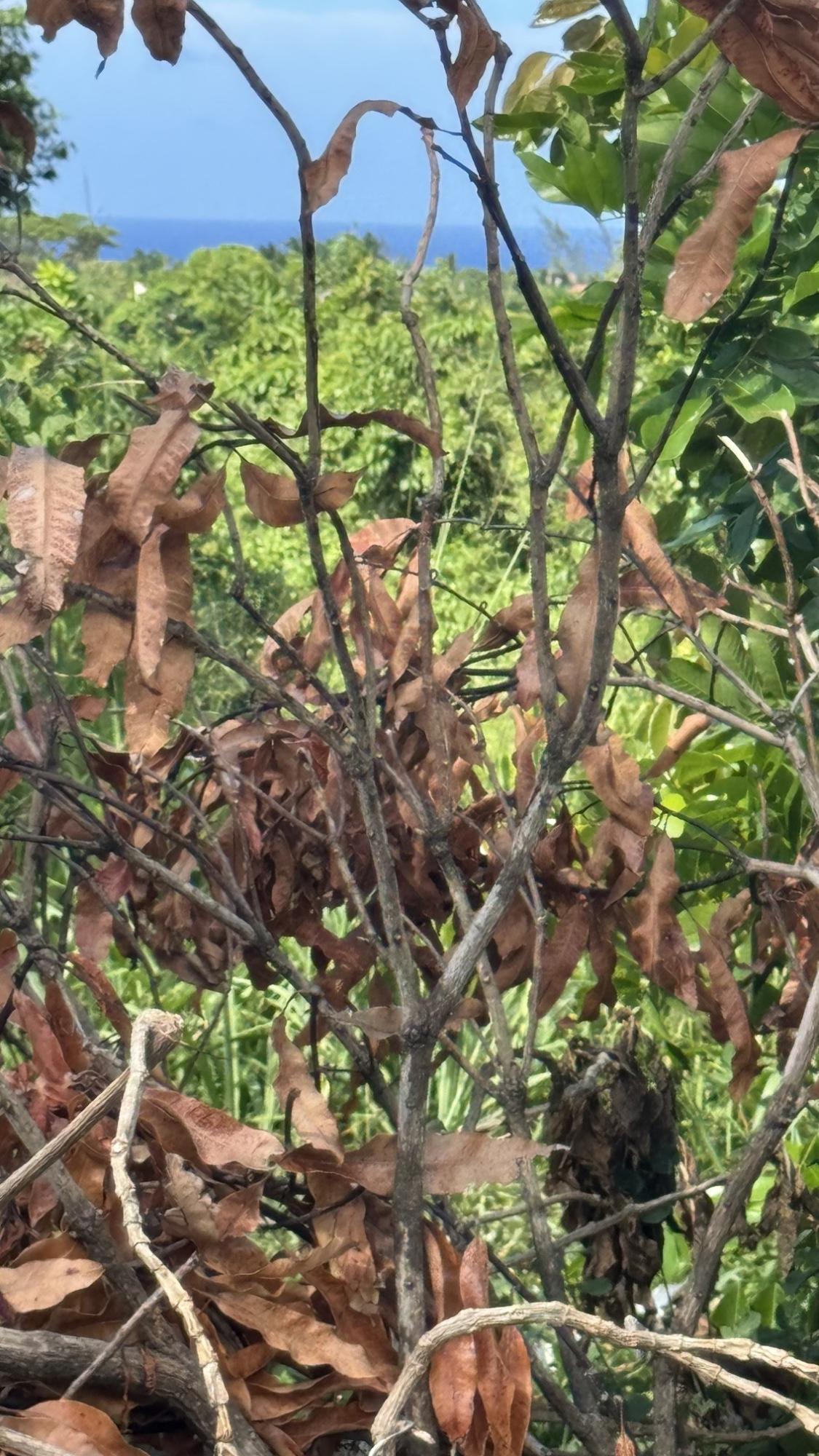 Sixth image of Lot 153 Caribbean Park, Tower Isl in Tower Isle, St. Mary, Jamaica - property is For Sale