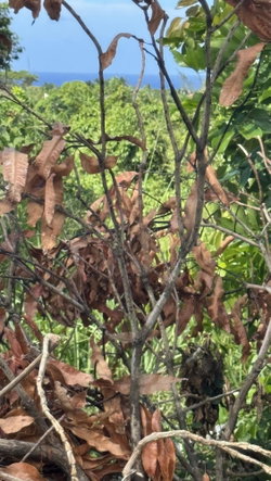 Sixth image of Lot 153 Caribbean Park, Tower Isl in Tower Isle, St. Mary, Jamaica - property is For Sale