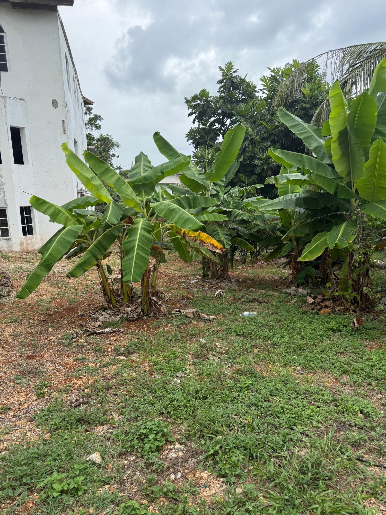Nineteenth image of Unity Hall Rhynie Drive in Reading, St. James, Jamaica - property is For Sale