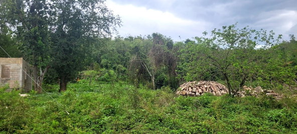 First image of Land Part of Phantillands in Goshen, St. Elizabeth, Jamaica - property is For Sale