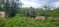 First image of Land Part of Phantillands in Goshen, St. Elizabeth, Jamaica - property is For Sale
