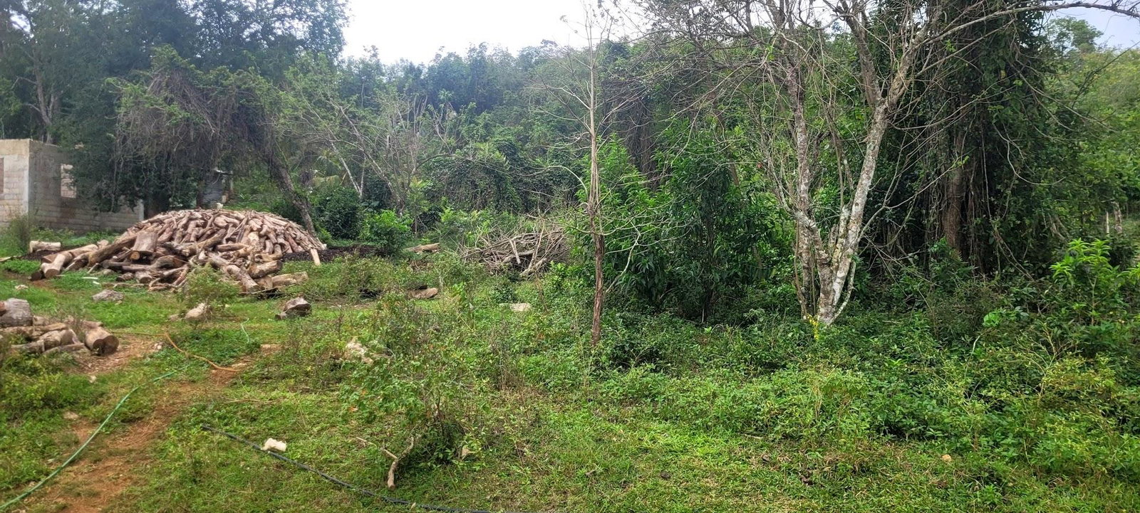 Tenth image of Land Part of Phantillands in Goshen, St. Elizabeth, Jamaica - property is For Sale