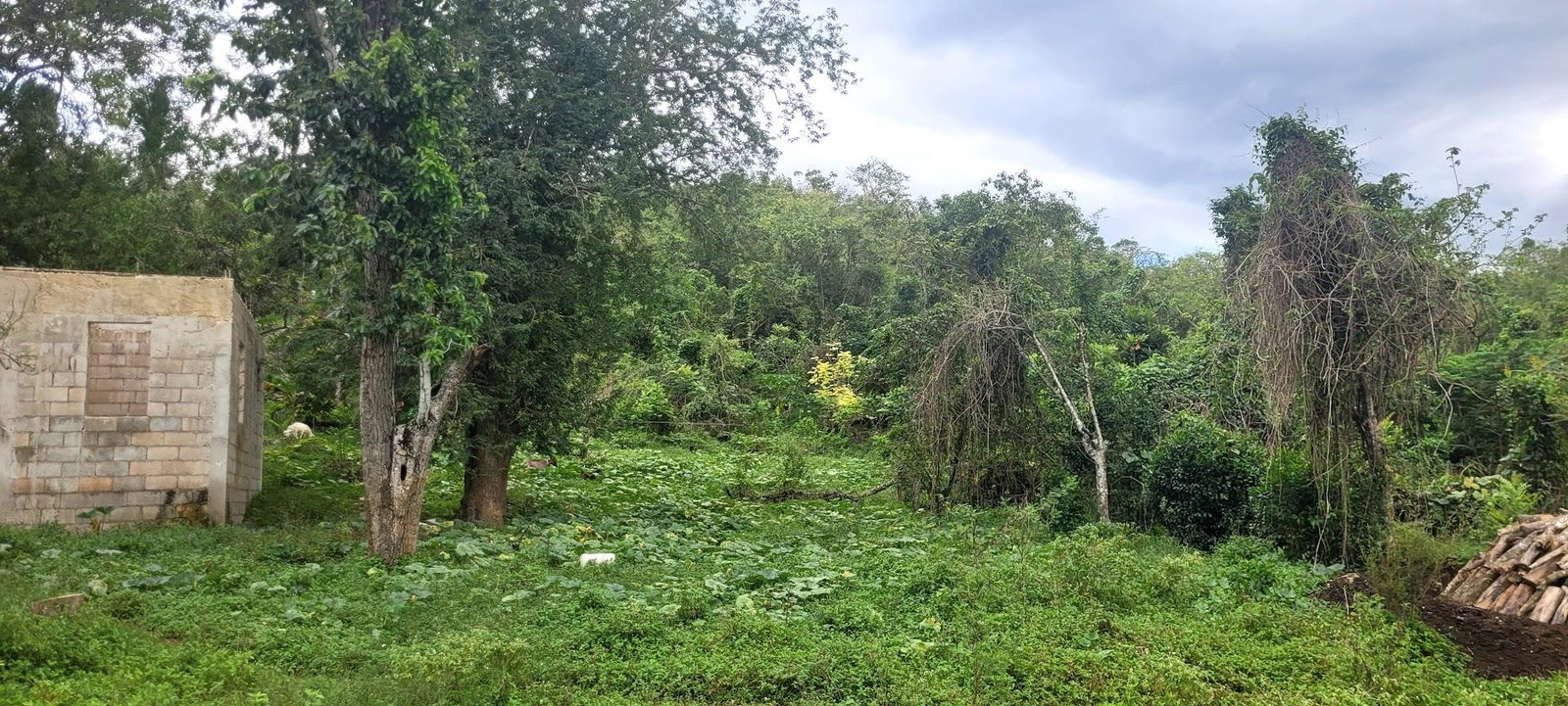Second image of Land Part of Phantillands in Goshen, St. Elizabeth, Jamaica - property is For Sale