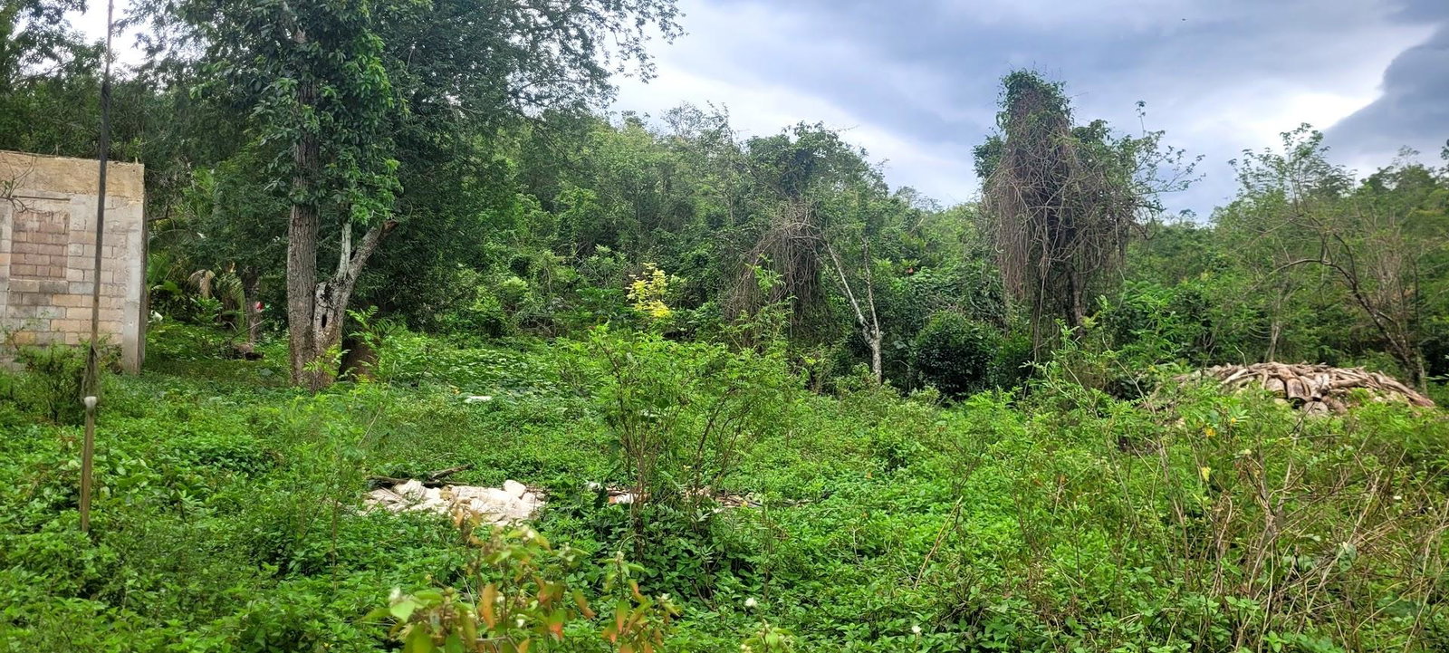 Fourth image of Land Part of Phantillands in Goshen, St. Elizabeth, Jamaica - property is For Sale