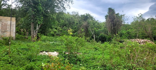 Fourth image of Land Part of Phantillands in Goshen, St. Elizabeth, Jamaica - property is For Sale