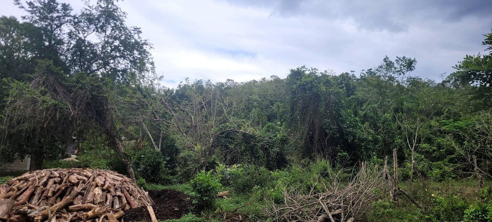 Seventh image of Land Part of Phantillands in Goshen, St. Elizabeth, Jamaica - property is For Sale