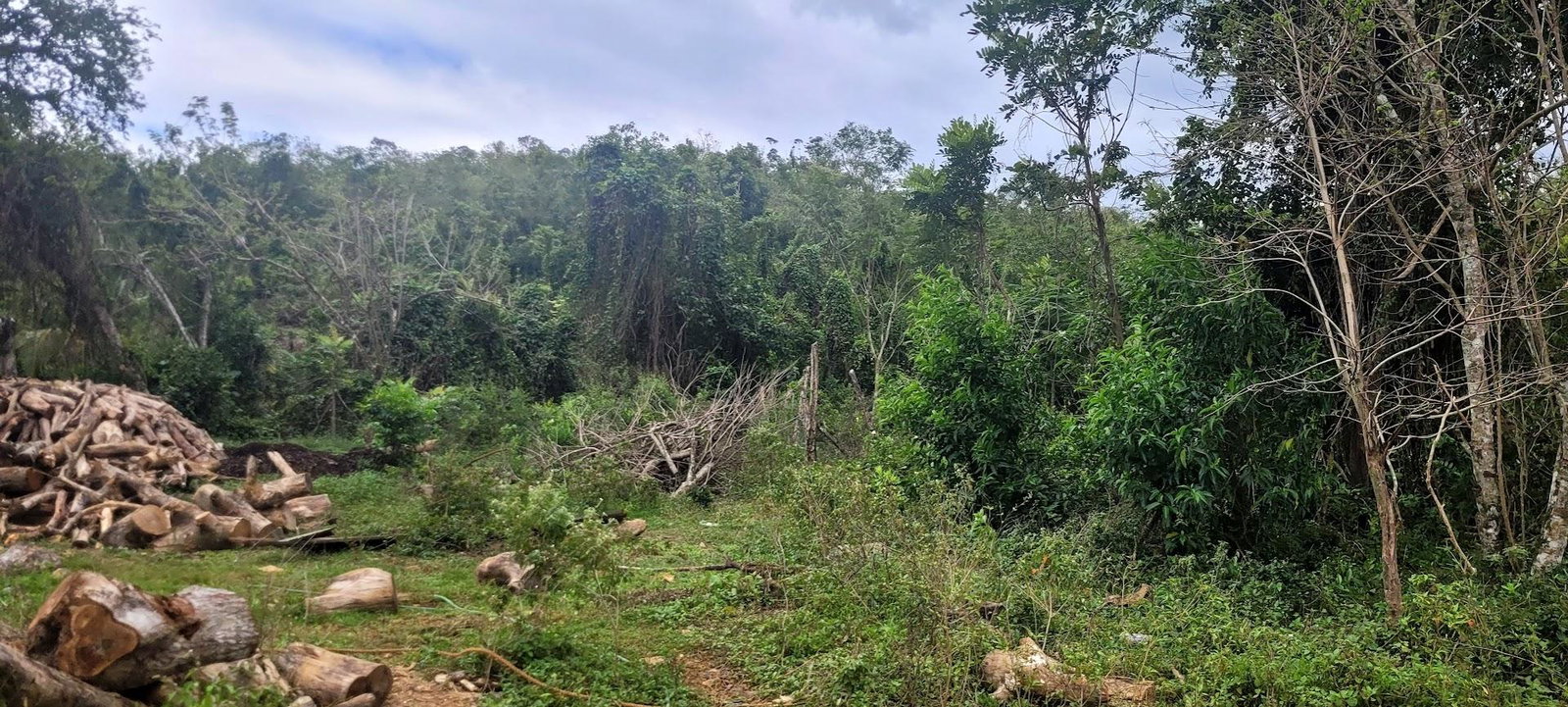 Eighth image of Land Part of Phantillands in Goshen, St. Elizabeth, Jamaica - property is For Sale