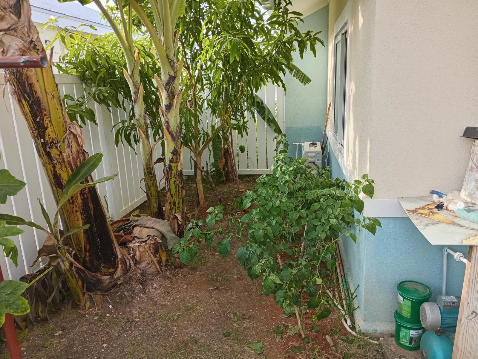 Seventeenth image of 279-279 Lucea , Hanover in Lucea, Hanover, Jamaica - property is For Rent