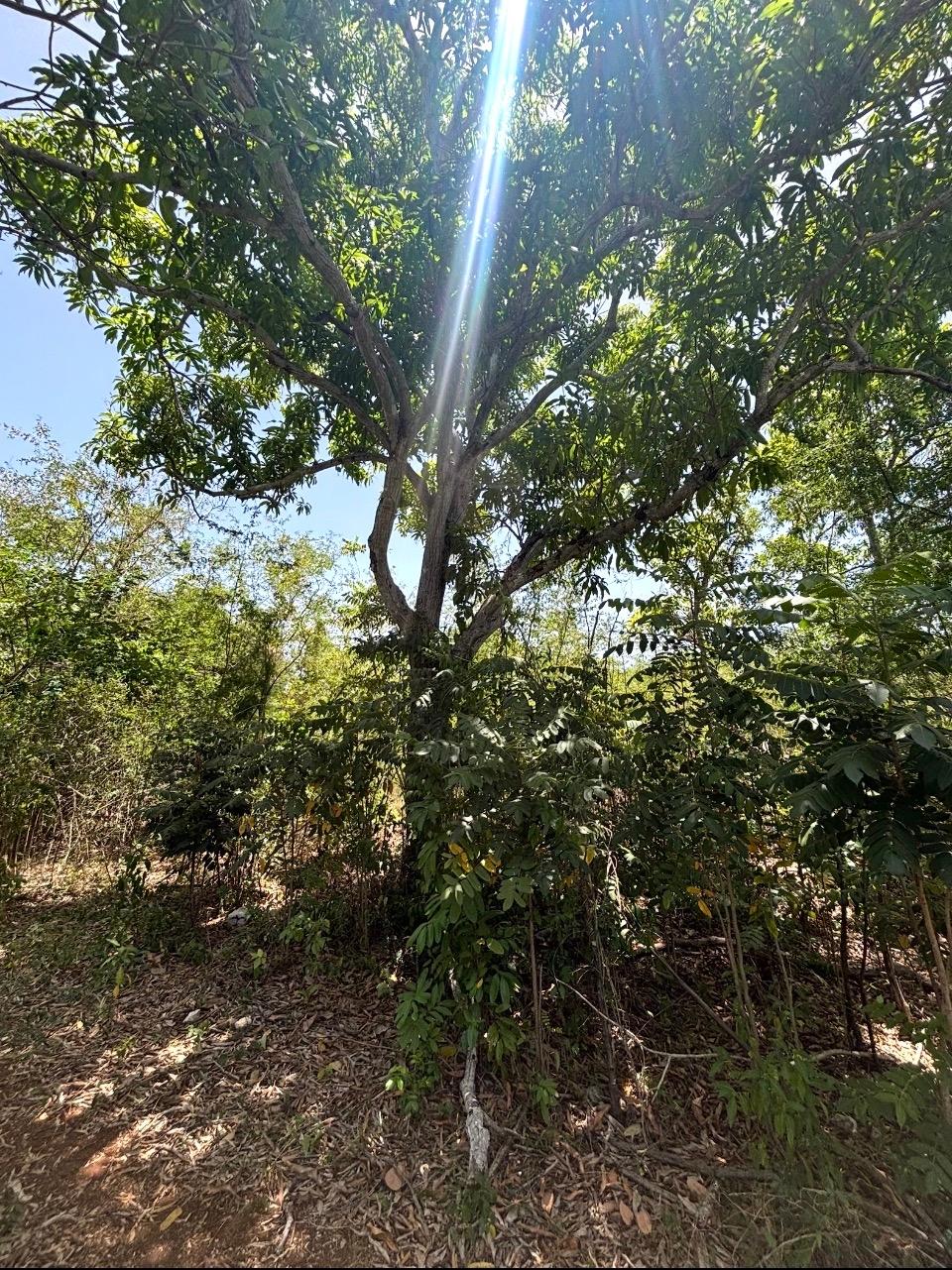 Fifth image of Denbeigh Clarendon in Denbigh, Clarendon, Jamaica - property is For Sale