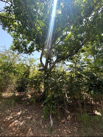 Fifth image of Denbeigh Clarendon in Denbigh, Clarendon, Jamaica - property is For Sale