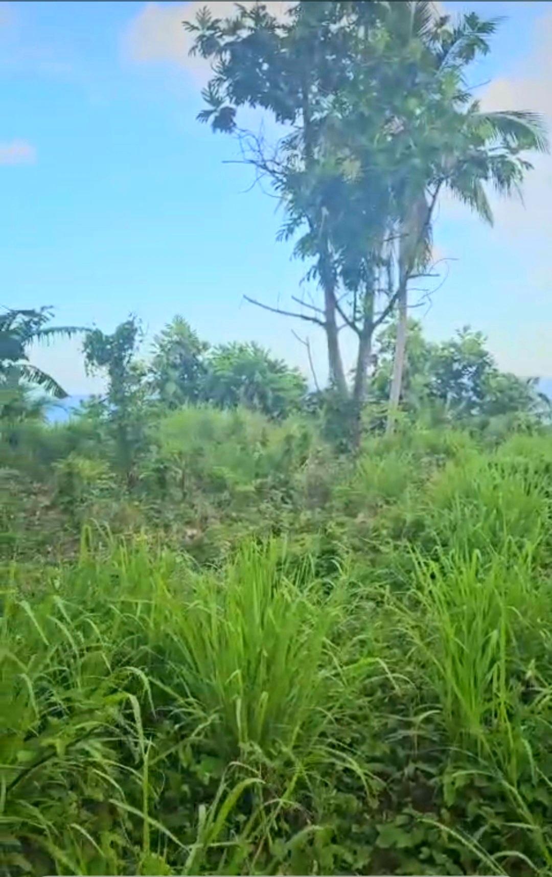 First image of 5c Spring Garden, Buff Bay p in Buff Bay, Portland, Jamaica - property is For Sale
