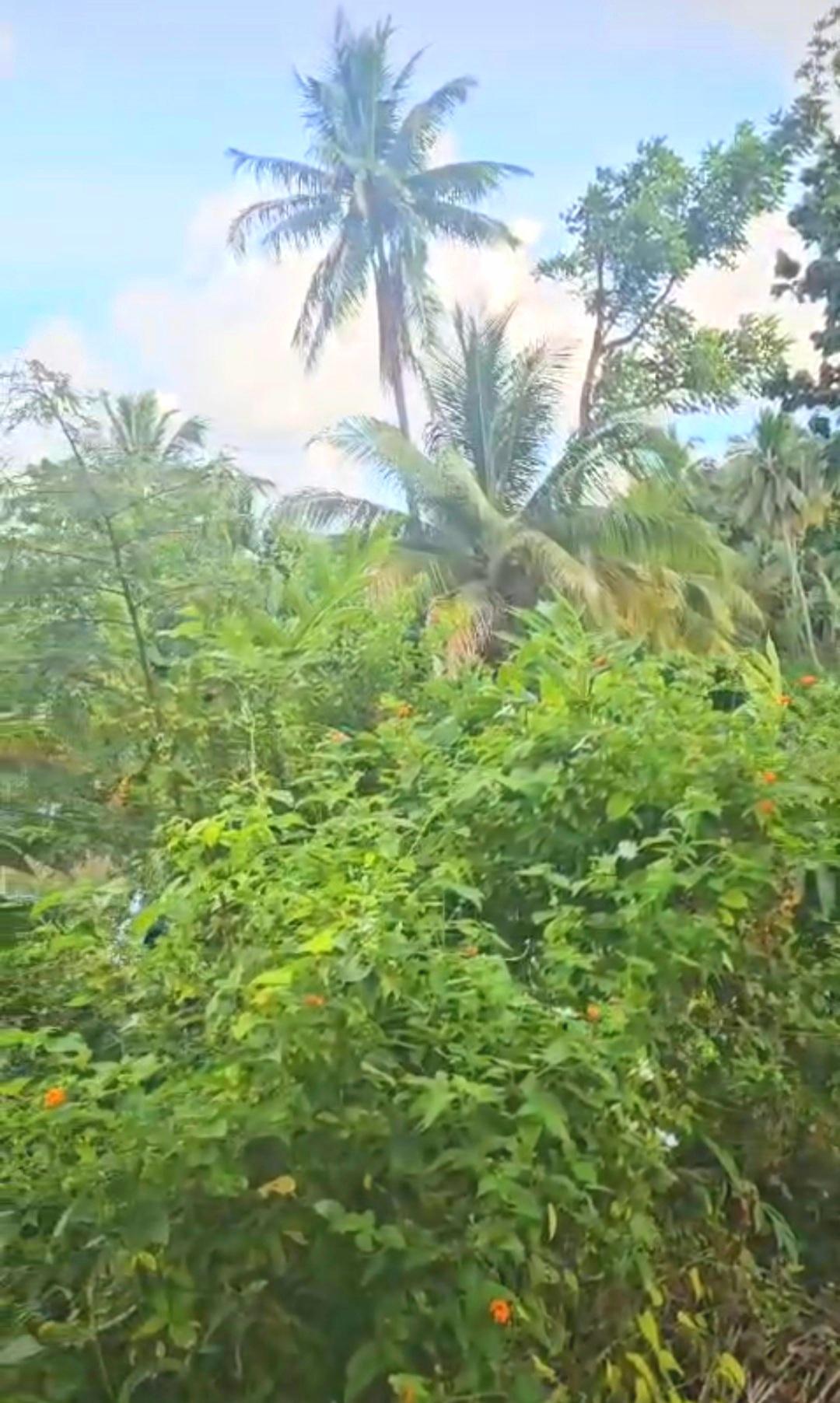 Third image of 5c Spring Garden, Buff Bay p in Buff Bay, Portland, Jamaica - property is For Sale