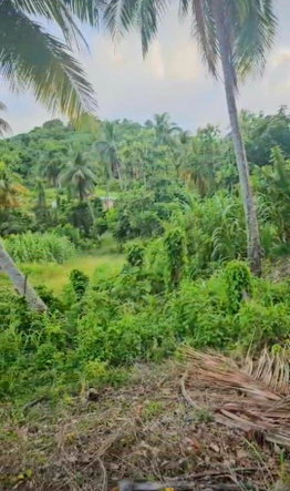 Fourth image of 5c Spring Garden, Buff Bay p in Buff Bay, Portland, Jamaica - property is For Sale