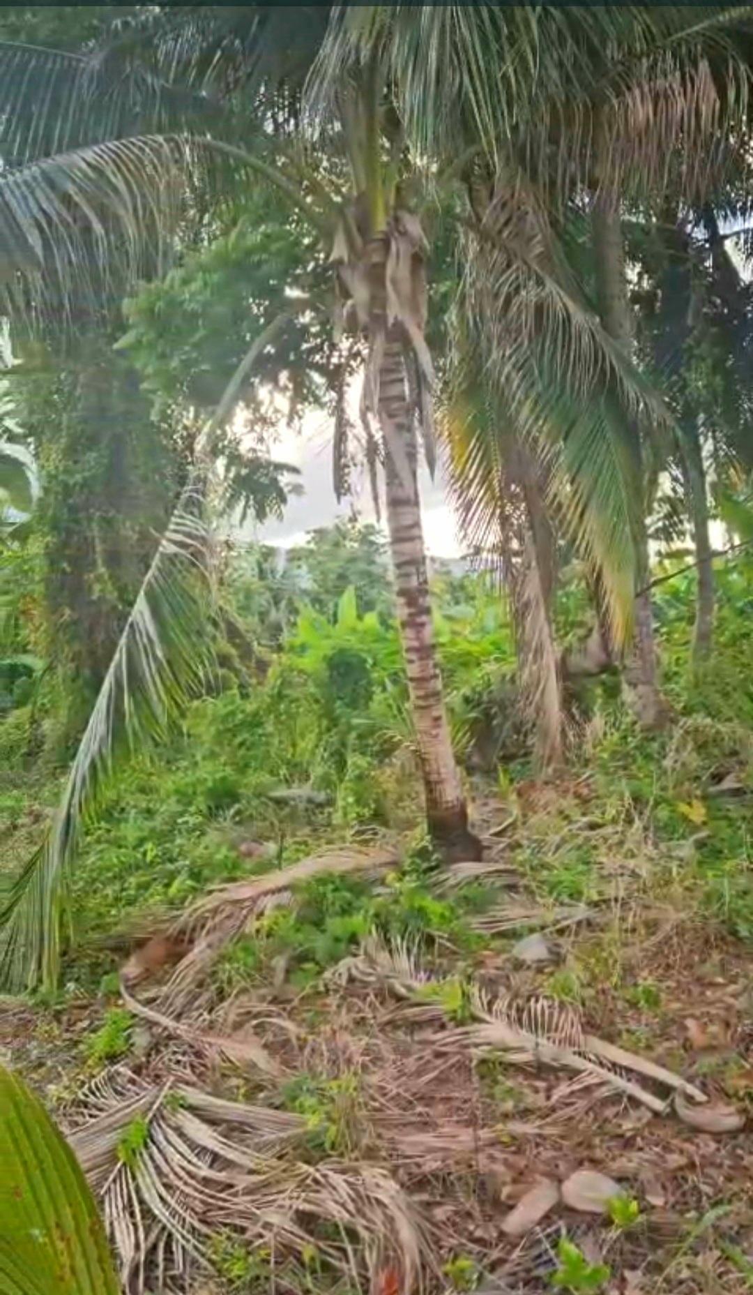 Fifth image of 5c Spring Garden, Buff Bay p in Buff Bay, Portland, Jamaica - property is For Sale