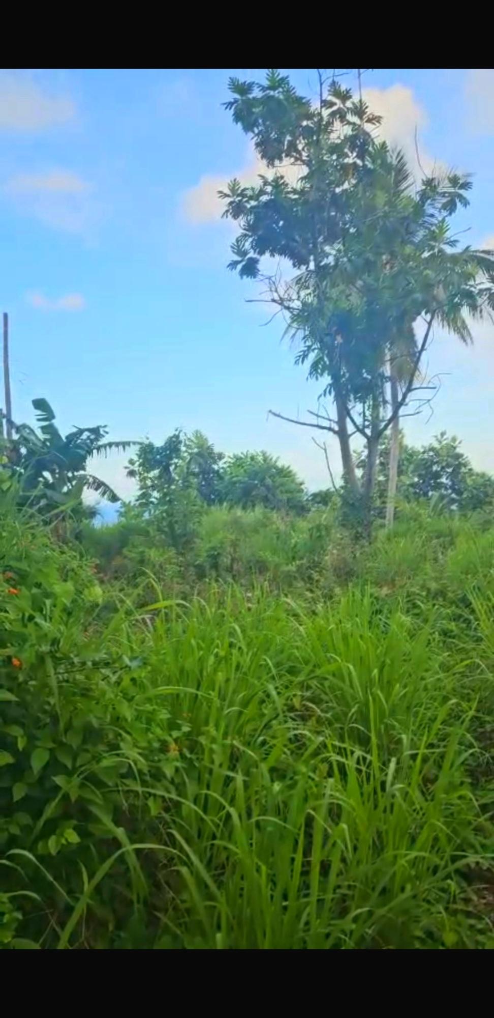 Seventh image of 5c Spring Garden, Buff Bay p in Buff Bay, Portland, Jamaica - property is For Sale