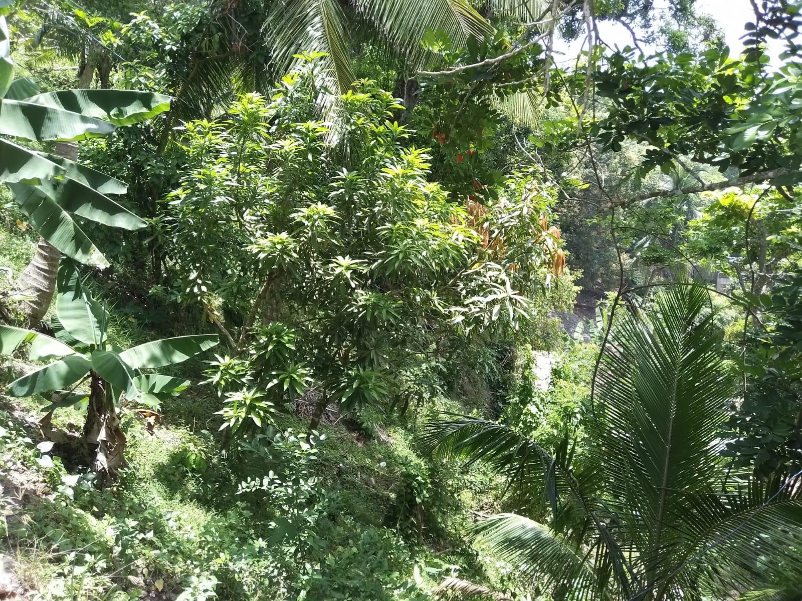 Twenty-Second image of Brandon Hill / Zion Hill in Brandon Hill, St. Andrew, Jamaica - property is For Sale