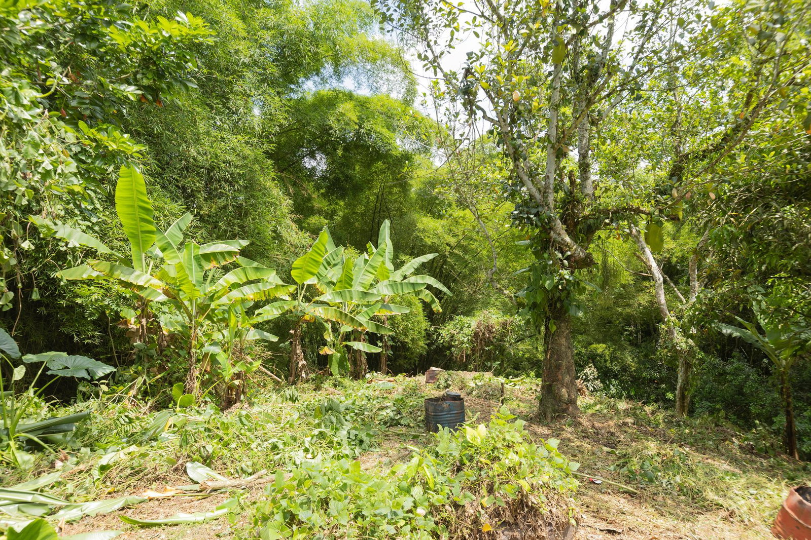 First image of Temple Hall in Golden Spring P.O., St. Andrew, Jamaica - property is For Sale