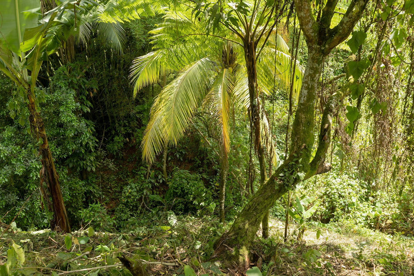 Fourth image of Temple Hall in Golden Spring P.O., St. Andrew, Jamaica - property is For Sale