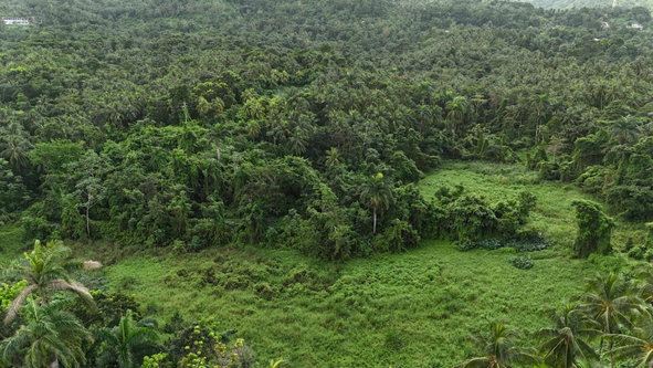 Tenth image of Hermitage Farm, Portland in Hope Bay, Portland, Jamaica - property is For Sale