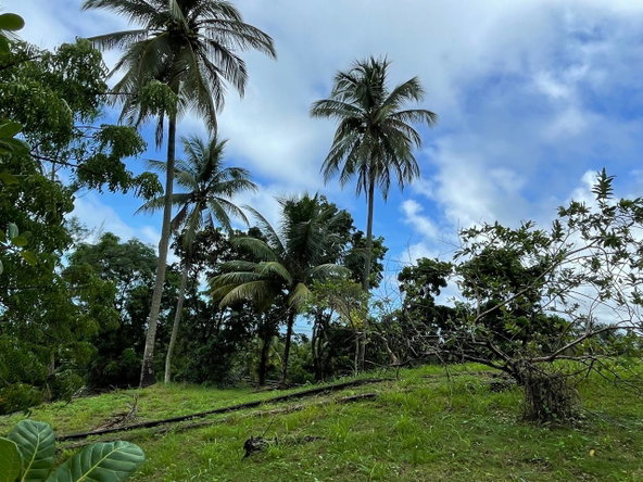 Fourteenth image of Hermitage Farm, Portland in Hope Bay, Portland, Jamaica - property is For Sale