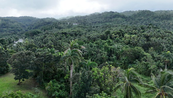 Twenty-Fourth image of Hermitage Farm, Portland in Hope Bay, Portland, Jamaica - property is For Sale