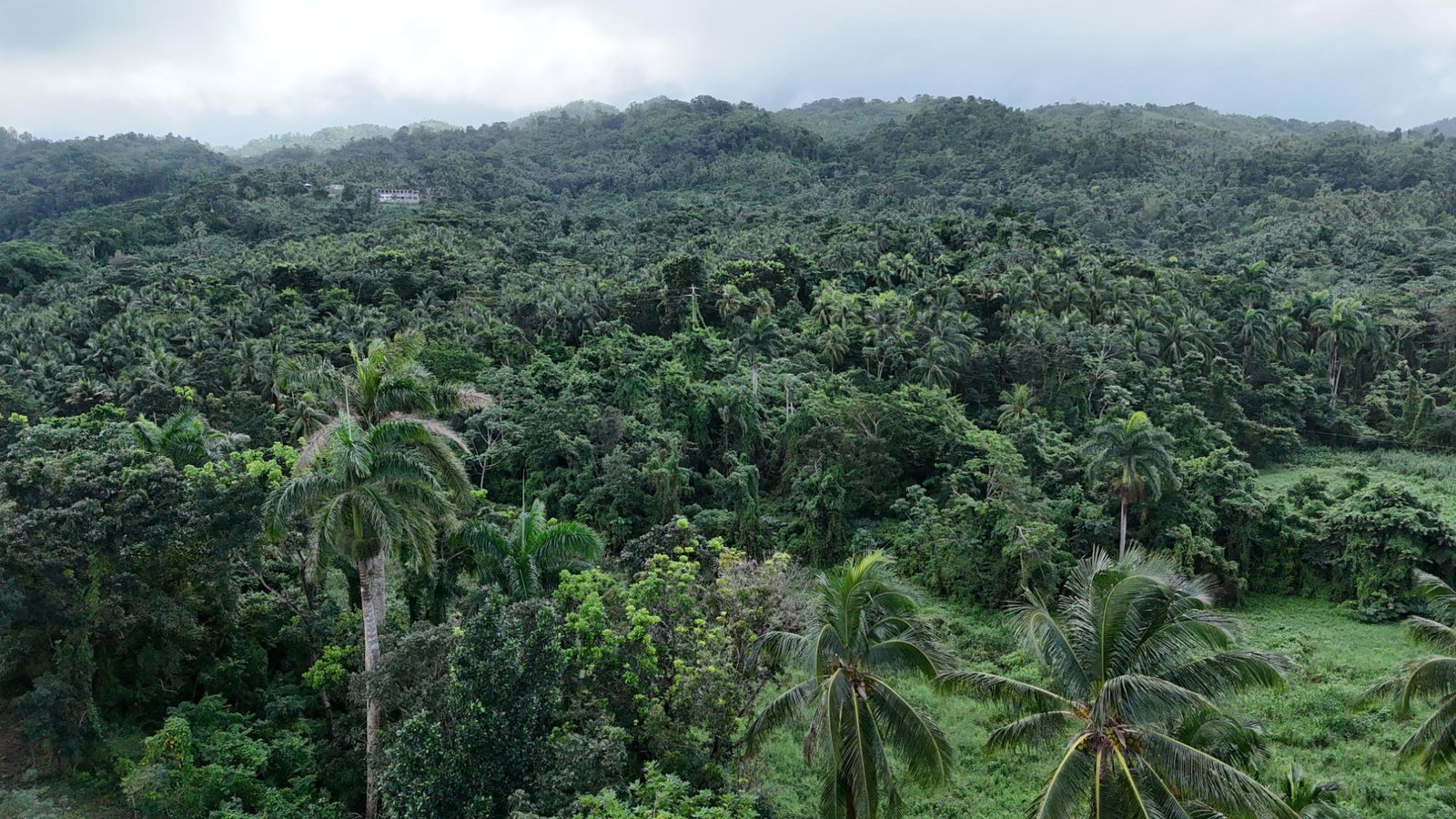 Fourth image of Hermitage Farm, Portland in Hope Bay, Portland, Jamaica - property is For Sale