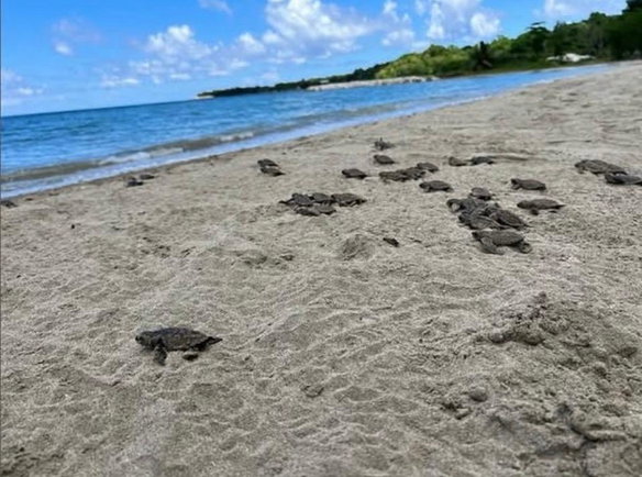First image of 1 Gibraltar Oracabessa st m in Oracabessa, St. Mary, Jamaica - property is For Sale