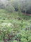First image of Lot 10 Keith Hall, Sligoville in Sligoville, St. Catherine, Jamaica - property is For Sale