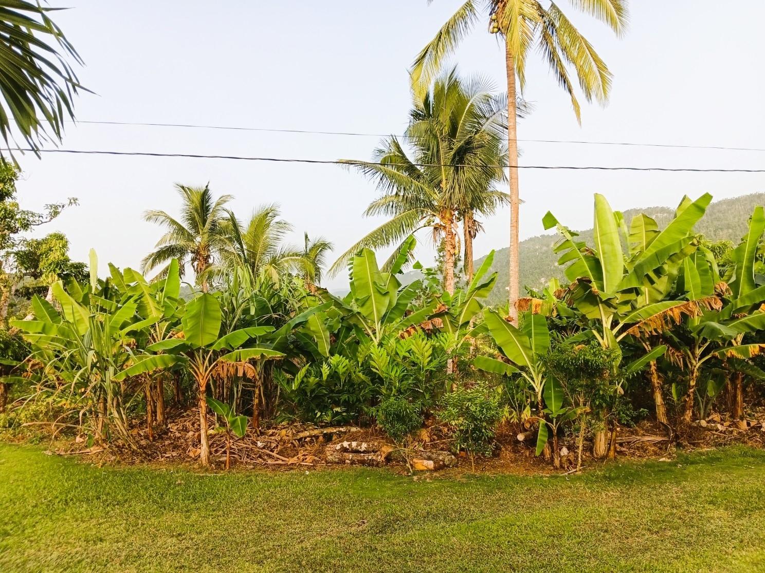 Twenty-Fifth image of 67 & 68 New Forest in Duanvale, Trelawny, Jamaica - property is For Sale