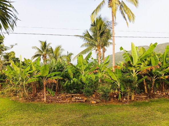 Twenty-Fifth image of 67 & 68 New Forest in Duanvale, Trelawny, Jamaica - property is For Sale