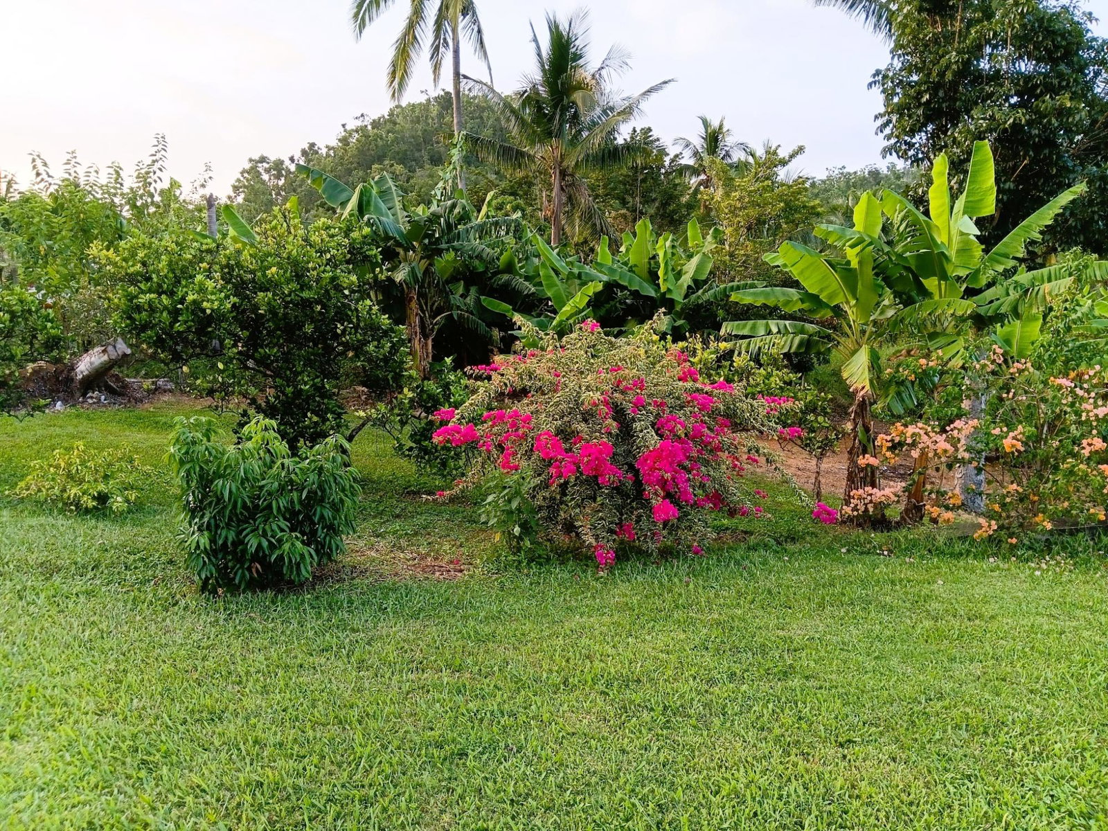 Twenty-Sixth image of 67 & 68 New Forest in Duanvale, Trelawny, Jamaica - property is For Sale
