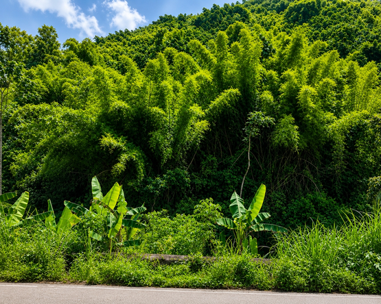 Second image of Halls Green in Brandon Hill, St. Andrew, Jamaica - property is For Sale