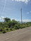 First image of Black River to Pedro Cros in Brucefield, St. Elizabeth, Jamaica - property is For Sale