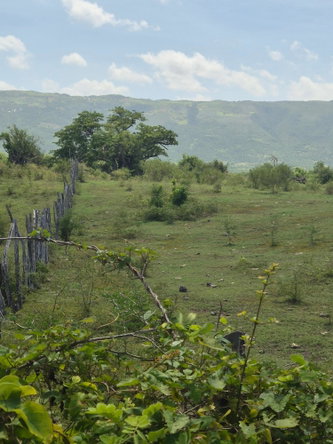 Fourth image of Black River to Pedro Cros in Brucefield, St. Elizabeth, Jamaica - property is For Sale