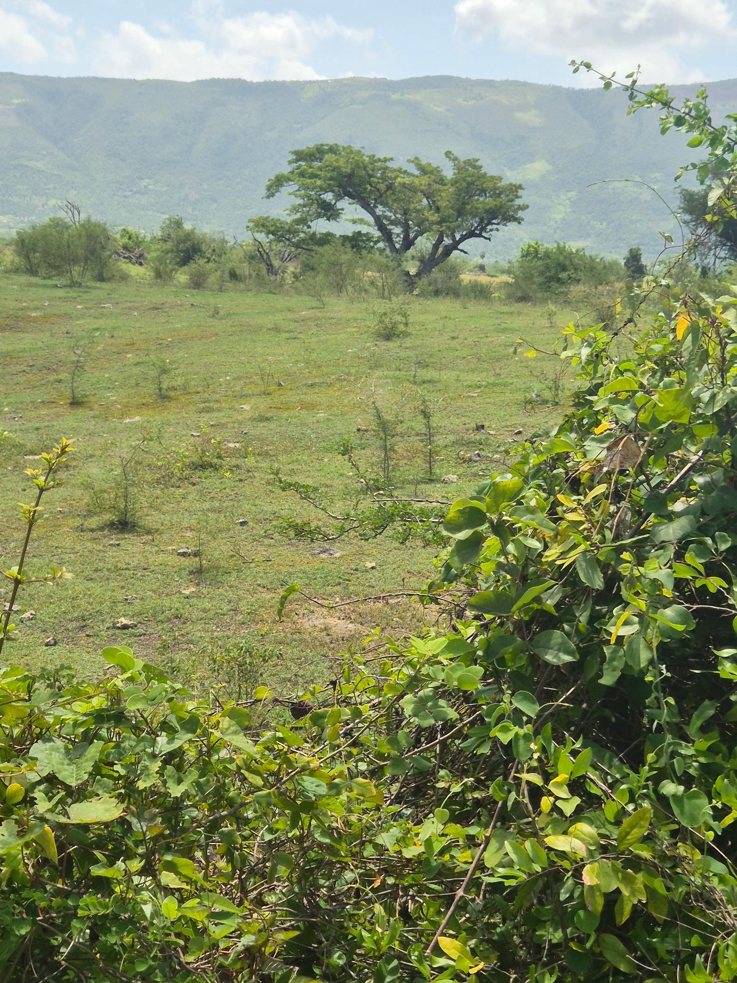 Fifth image of Black River to Pedro Cros in Brucefield, St. Elizabeth, Jamaica - property is For Sale
