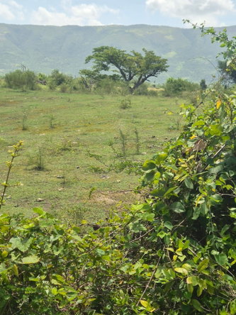 Fifth image of Black River to Pedro Cros in Brucefield, St. Elizabeth, Jamaica - property is For Sale